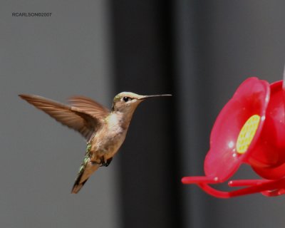 humming2.jpg
