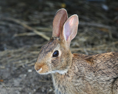 rabbit2.jpg
