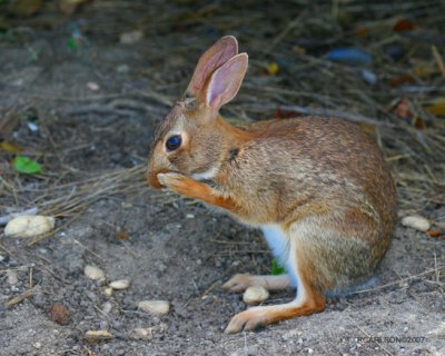 rabbot.jpg