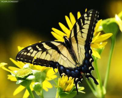 butterfly_0006.jpg