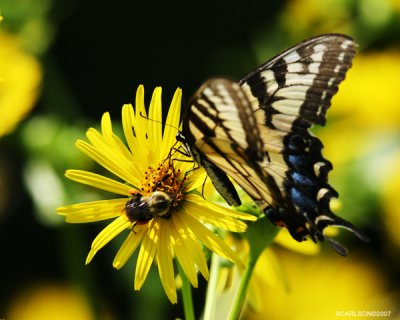 butterfly_0020.jpg