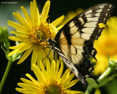 butterfly_0024.jpg