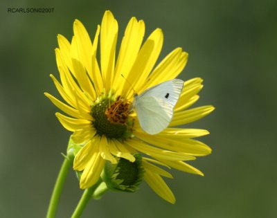 butterfly_0043.jpg