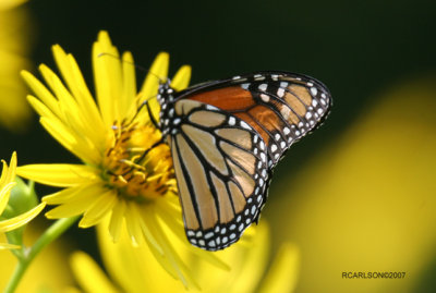 butterfly_0049.jpg