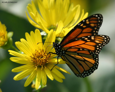 butterfly_0059.jpg