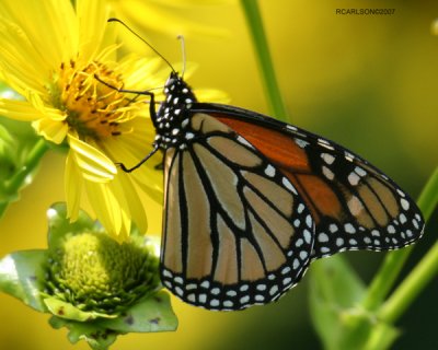 butterfly_0075.jpg