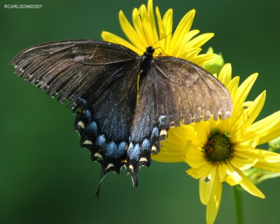 butterfly_0094.jpg