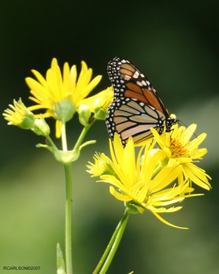 butterfly_0117.jpg