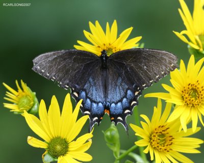 butterfly_0133.jpg