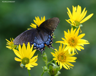 butterfly_0134.jpg