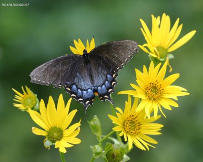 butterfly_0139.jpg