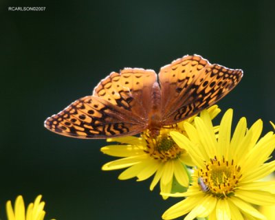butterfly_0144.jpg