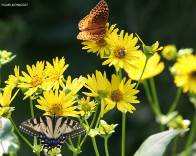 butterfly_0155.jpg