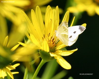 butterfly_0180.jpg