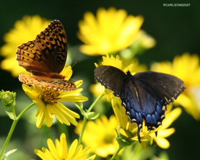 butterfly_0183.jpg