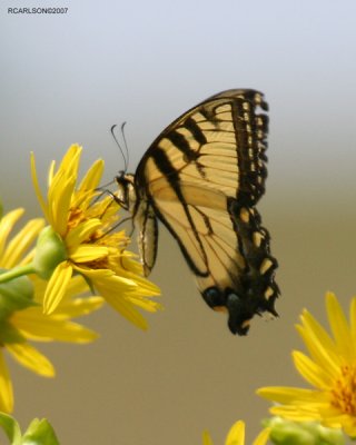 butterfly_0206.jpg