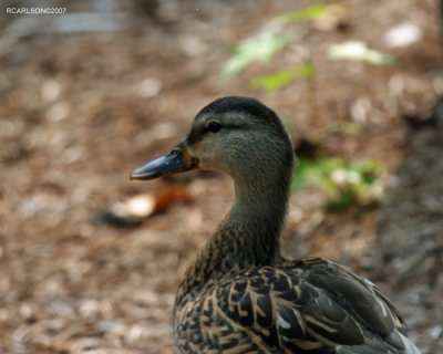 duck_0016.jpg