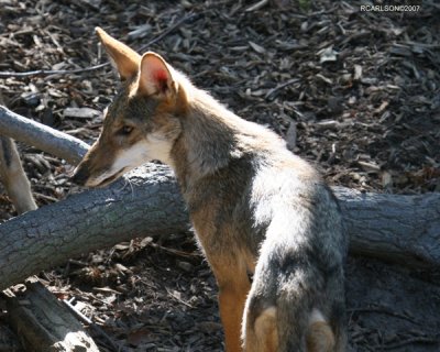 fox_0296.jpg