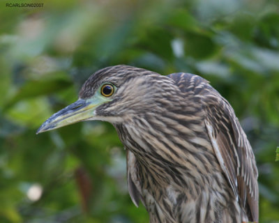 heron_0193.jpg