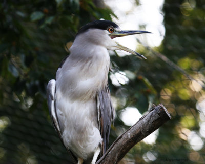 heron_0237.jpg