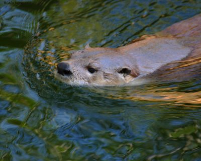 otter_0138.jpg