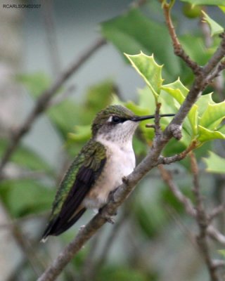 gallery_11