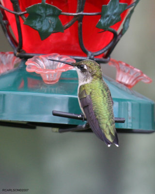 hummingbird_0009.jpg