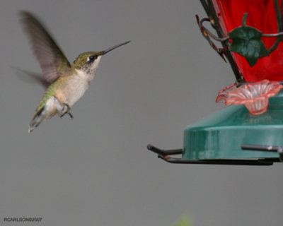 hummingbird_0021.jpg