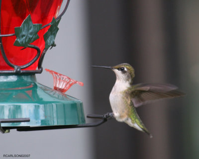 hummingbird_0026.jpg