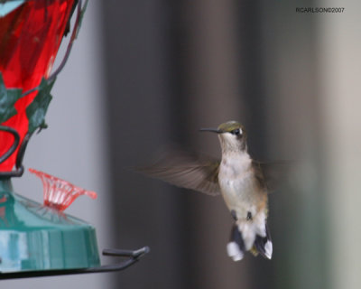 hummingbird_0028.jpg