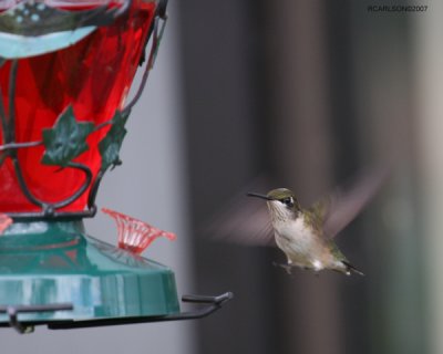 hummingbird_0030.jpg