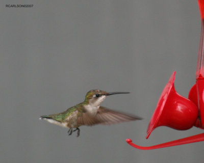 hummingbird_0050.jpg