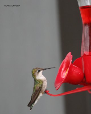 gallery_11