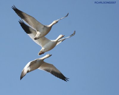 gallery_13