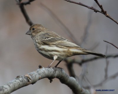 bird_0196.jpg