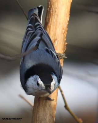bird_0217.jpg
