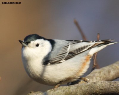 bird_0224.jpg