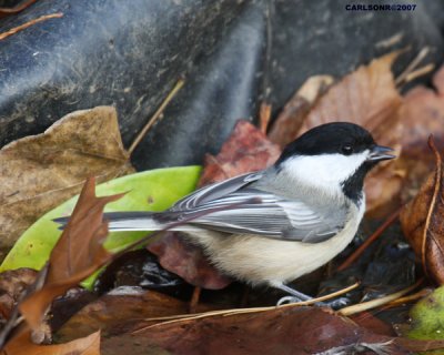bird_0259.jpg