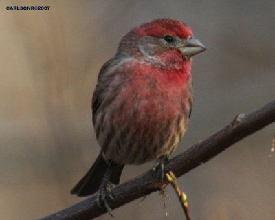 bird_0274.jpg