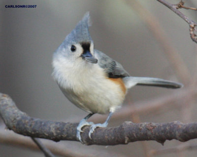 bird_0281.jpg