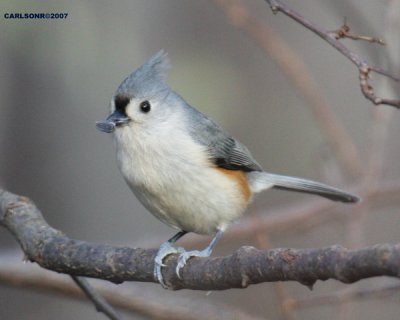 bird_0283.jpg