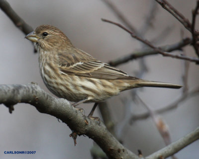 bird_0291.jpg