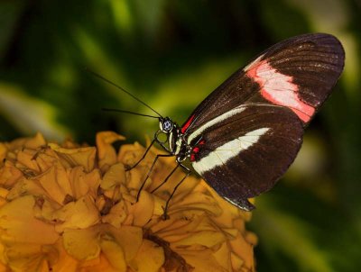 Butterflies
