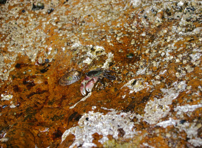 Pfeiffer Beach