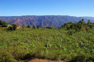 Waimea Canyon