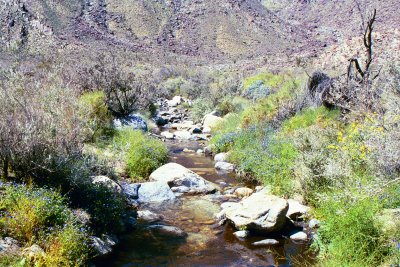 Palms Trail
