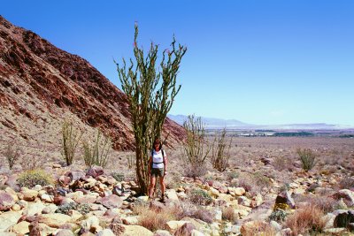 Palms Trail