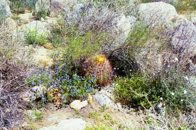 Palms Trail