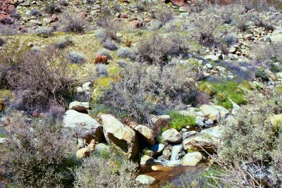 Palms Trail