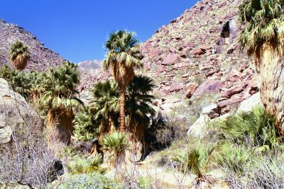 Palms Trail